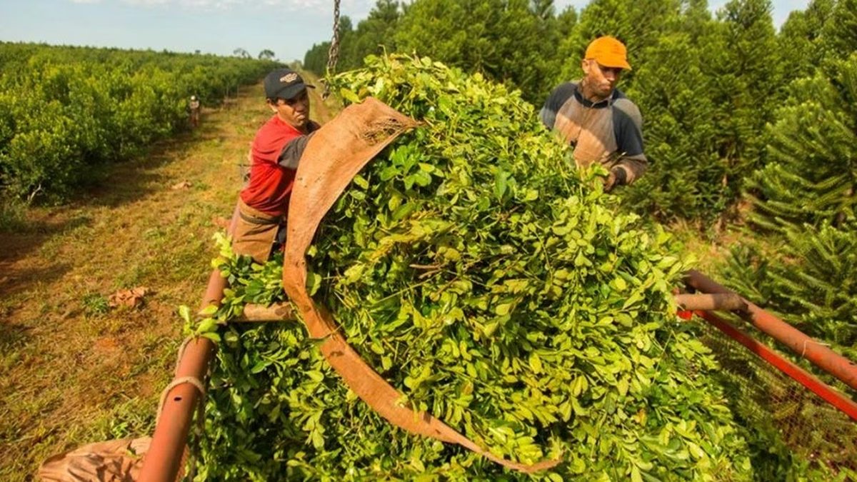 Trabajadores cosechando yerba mate en una plantación
